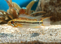 Apistogramma bitaeniata Red Back