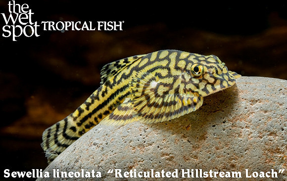 Sewellia lineolata - Reticulated Hillstream Loach