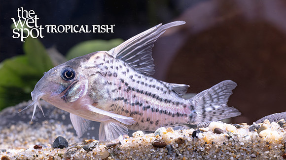 Corydoras sp. "CW028" "Super Schwartzi"