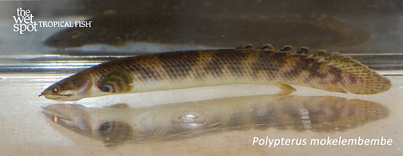 Polypterus mokelembembe