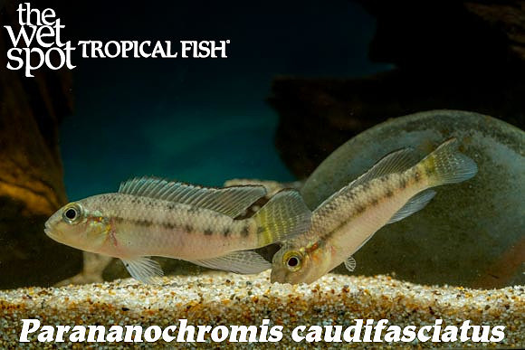 Parananochromis caudifasciatus