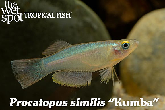 Procatopus similis “Kumba”