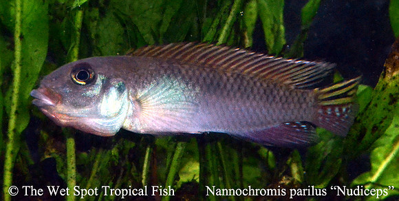 Nannochromis parilus ♂