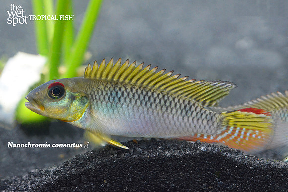 WS Nanochromis consortus
