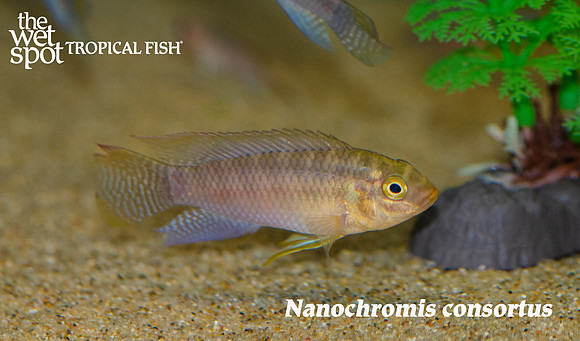 Nanochromis consortus MALE