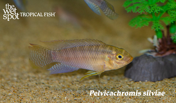 Pelvicachromis silviae MALE