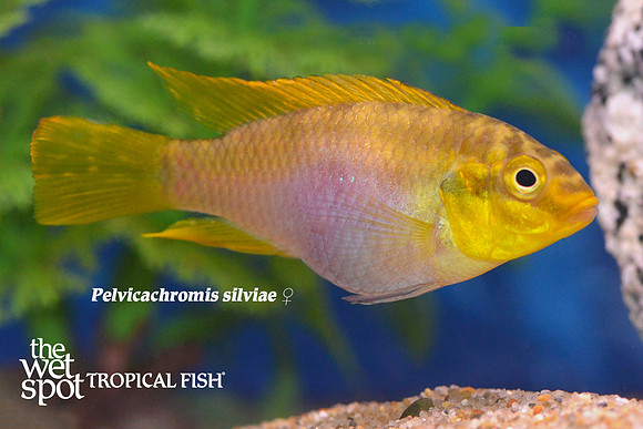 WS Pelvicachromis silviae