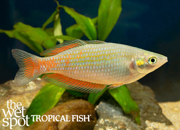 Melanotaenia parkinsoni