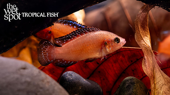 Hemichromis exsul "Turkana Jewel"