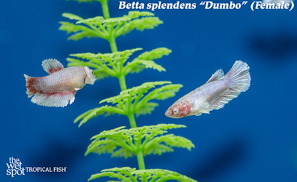 Betta splendens - Dumbo Betta, Female