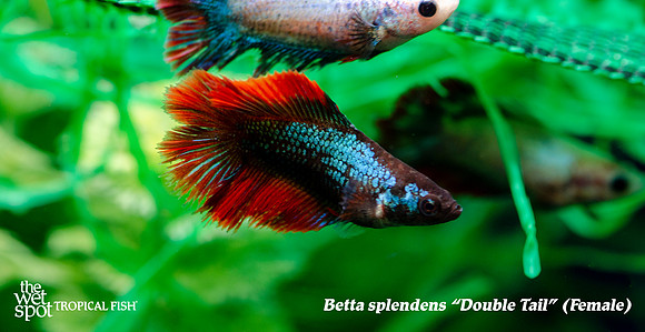 Wet Spot Tropical Fish | Bettas | Betta splendens - Double Tail Betta