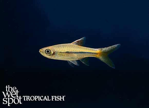 Rasbora sarawakensis - Sarawak Rasbora