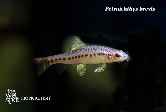 Petruichthys brevis