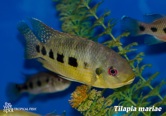 Tilapia mariae