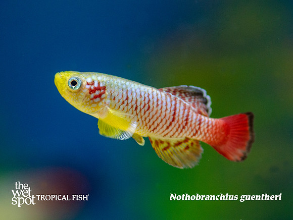 Nothobranchius guentheri