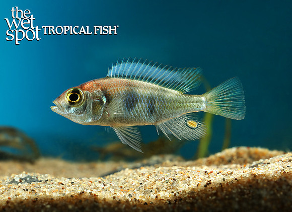 Enterochromis coprologus "Mwanza Gulf"