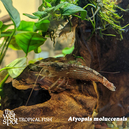Atyopsis moluccensis - Singapore Shrimp
