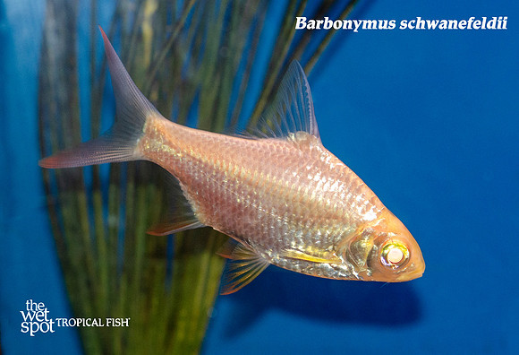 Barbonymus schwanefeldii