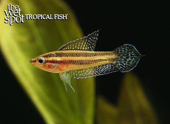 Parosphromenus linkei Moon Spot Licorice Gourami E77A7549
