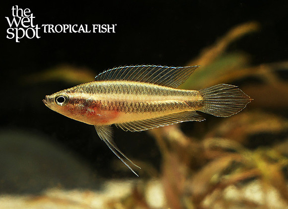Parosphromenus paludicola Swamp Licorice Gourami E77A7566