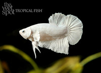 Betta splendens white opaque plakat betta