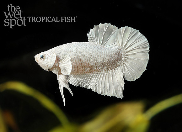 Betta splendens white opaque plakat betta