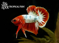 Betta splendens hellboy plaket betta