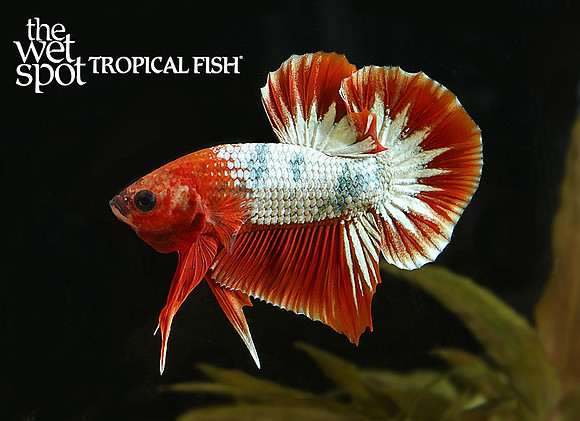 Betta splendens hellboy plaket betta