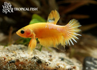 Betta splendens yellow hellboy betta