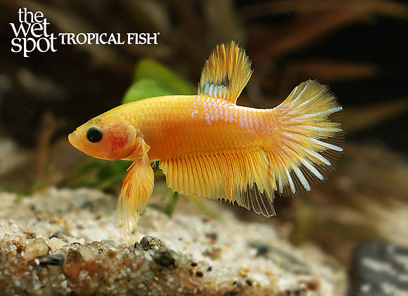 Betta splendens yellow hellboy betta