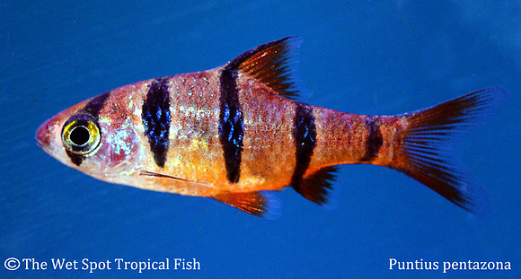 Desmopuntius pentazona - Five Banded Barb