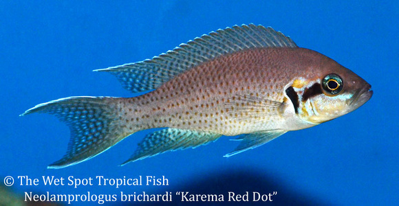 Neolamprologus brichardi "Karema Red Dot"