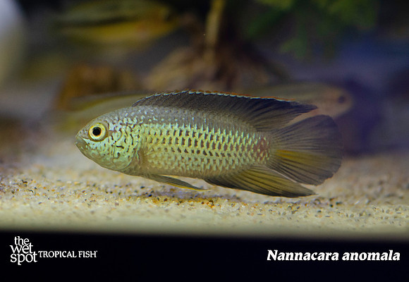 Nannacara anomala
