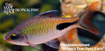 Dawkinsiarohani rohani - Rohan's Tear Spot