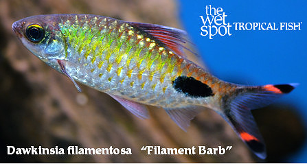 Dawkenia filamentosa - Filament Barb