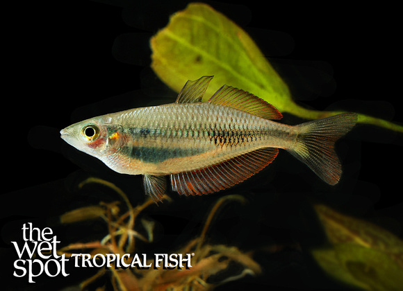 Chilatherina sp Meyado Village Rainbow