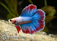 Betta splendens "Half Moon Double Tail Betta"