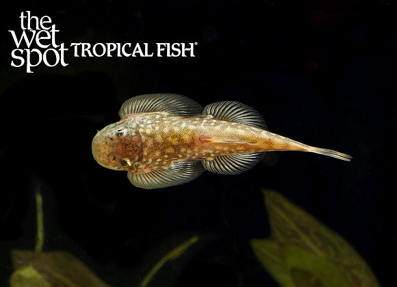 Gastromyzon ctenocephalus  "Spiny Head Hillstream Loach"