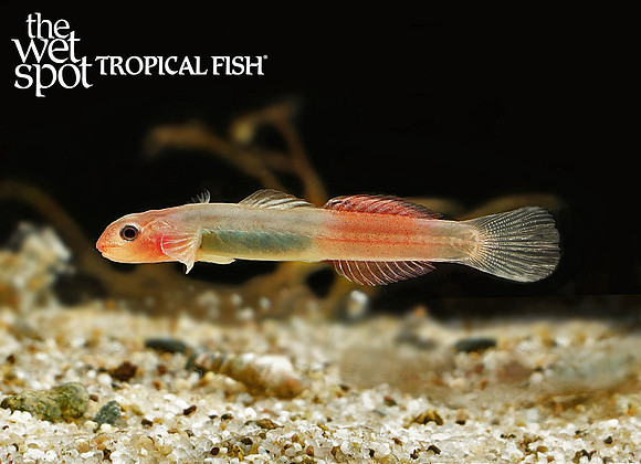Lentipes crittersius "Critter Goby"