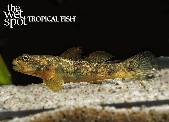 mystery fish E77A8192