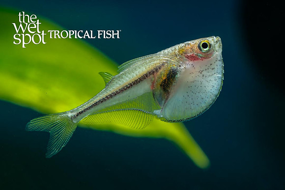 Carnegiella myersi - Pygmy Hatchet