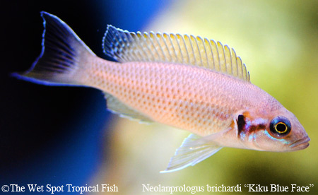 Neolamprologus brichardi "Kiku Blue Face"