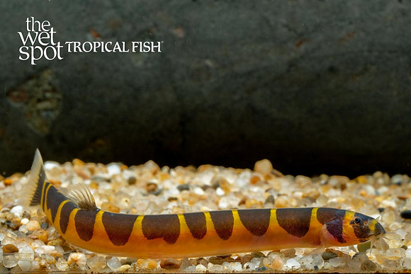 Pangio semicincta - Kuhli Loach