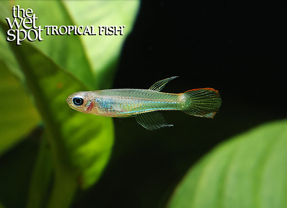 Micropanchax macropthalmus "Filamentous Lampeye Killi"