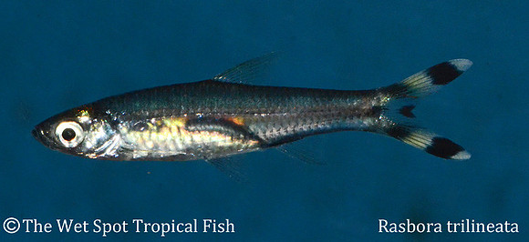 Rasbora trilineatus - Scissortail Rasbora