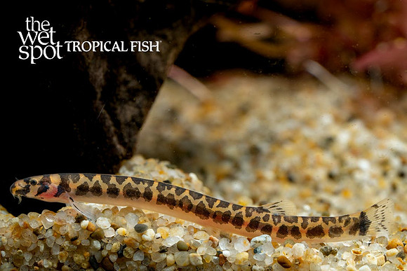 Pangio shelfordii - Hair Band Kuhli Loach
