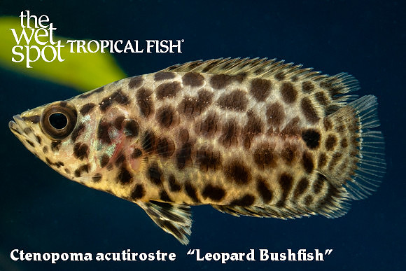 Ctenopoma acutirostre - Leopard Bushfish