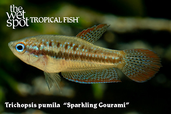 Trichopsis pumila Sparkling Gourami