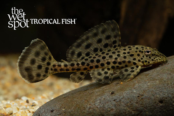 Pterygoplichthys punctatus"Imperial Ranger Pleco"