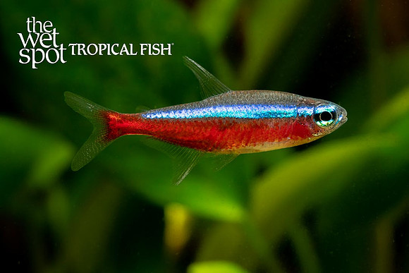 Paracheirodon axelrodi - Cardinal Tetra